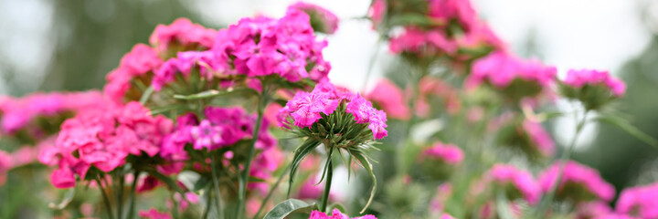 Obraz premium pink turkish carnation bush flower in full bloom on a background of blurred green leaves, grass and sky in the floral garden on a summer day. banner