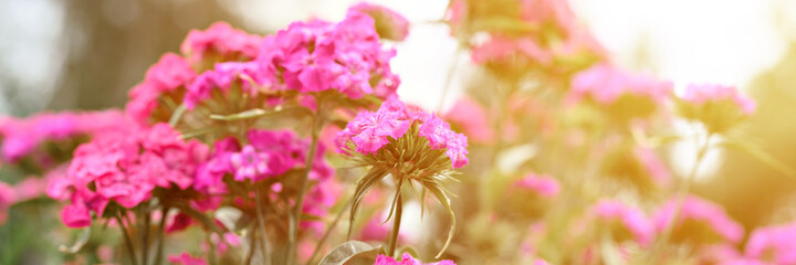 pink turkish carnation bush flower in full bloom on a background of blurred green leaves, grass and sky in the floral garden on a summer day. banner. flare