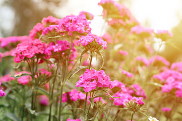 Fototapeta premium pink turkish carnation bush flower in full bloom on a background of blurred green leaves, grass and sky in the floral garden on a summer day. flare