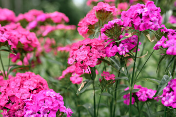 Fototapeta premium pink turkish carnation bush flower in full bloom on a background of blurred green leaves and grass in the floral garden on a summer day
