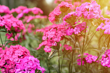 pink turkish carnation bush flower in full bloom on a background of blurred green leaves and grass in the floral garden on a summer day. flare
