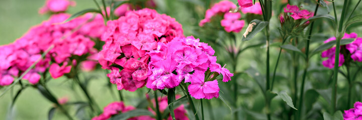 Obraz premium pink turkish carnation bush flower in full bloom on a background of blurred green leaves and grass in the floral garden on a summer day. banner