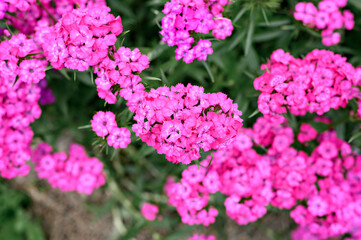 pink turkish carnation bush flower in full bloom on a background of blurred green leaves and grass in the floral garden on a summer day. top view