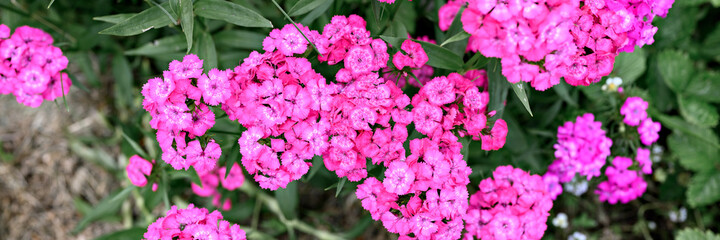 pink turkish carnation bush flower in full bloom on a background of blurred green leaves and grass in the floral garden on a summer day. top view. banner