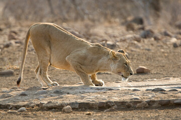 Afrikaanse Leeuw, African Lion, Panthera leo