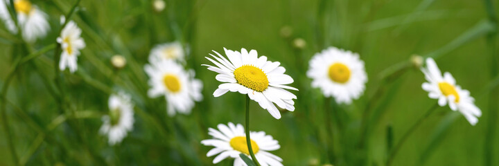 Obraz na płótnie Canvas chamomile or daisy white flower bush in full bloom on a background of green leaves and grass on the field on a summer day. banner