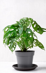 Monstera Monkey Mask houseplant in the gray pot against the white background