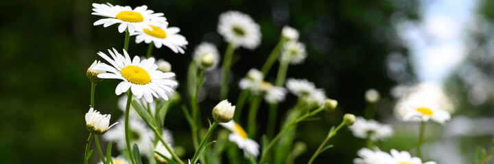 chamomile or daisy white flower bush in full bloom on a background of green leaves and grass on the field on a summer day. banner