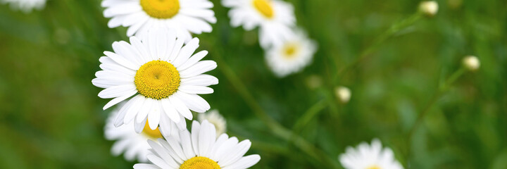 Fototapeta premium chamomile or daisy white flower bush in full bloom on a background of green leaves and grass on the field on a summer day. banner