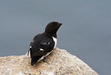 Kleine Alk, Little Auk, Alle alle