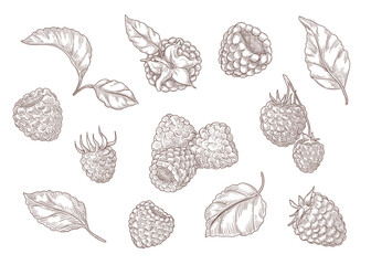 Set of engraving monochrome drawings of raspberry. Flat vector berry illustration. Collection of vintage berries with etching leaves isolated in white background. Berry, plant, nature, food concept