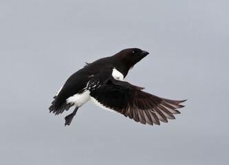 Kleine Alk, Little Auk, Alle alle