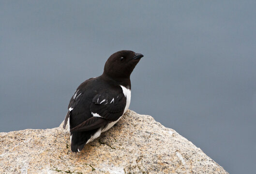 Alk Bilder Durchsuchen 1,359 Archivfotos, und Videos