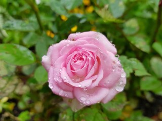 Rosa indica fragrans