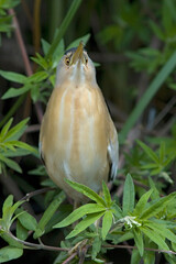 Little Bittern, Woudaapje, Ixobrychus minutus