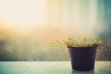 Flower pot is raining on the balcony