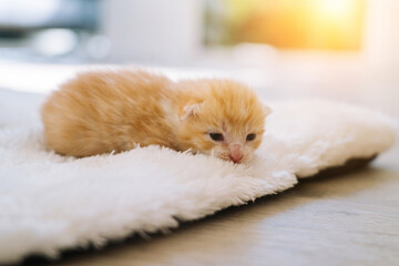 Newborn baby red cat sleeping on funny pose. Group of small cute ginger kitten. Domestic animal....