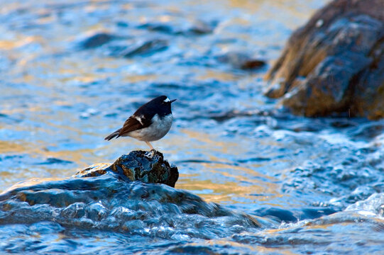 Little Forktail, Enicurus scouleri
