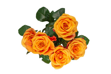 Orange rose isolated on a white background.
