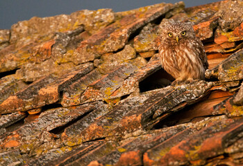 Steenuil, Little Owl, Athene noctua