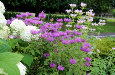 初夏　花壇　白い紫陽花　紫色の花　風景
