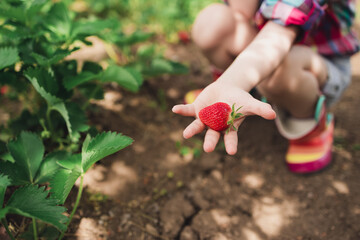 Little girl picking strawberry on a farm field.  Strawberry in a kid hand against background of flowers