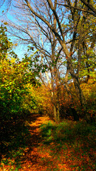 Obraz premium nature