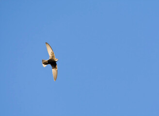 Huisgierzwaluw, Little Swift, Apus affinis