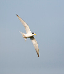 Dwergstern, Little Tern, Sternula albifrons