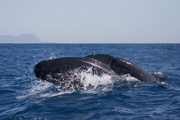 Obraz premium Griend, Long-finned Pilot Whale, Globicephala melas
