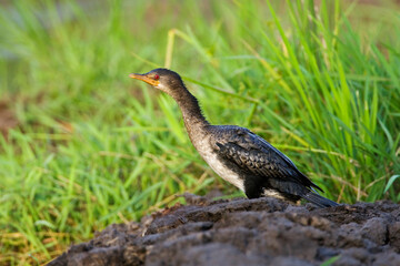 Afrikaanse Dwergaalscholver, Long-tailed Cormorant, Phalacrocorax africanus