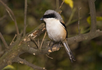 Fototapeta premium Langstaartklauwier; Long-tailed Shrike; Lanius schach