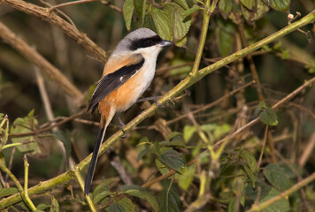 Langstaartklauwier, Long-tailed Shrike, Lanius schach