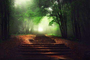 Beautiful mystical forest. Magic tree in the sunny foggy view. Scenery with stair path in dreamy...