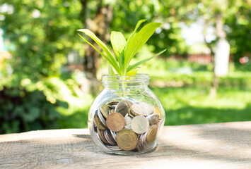 A young plant in a glass jar with coins in the morning in the garden on a wooden table.