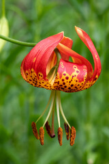 Turk's cap lily flower close up