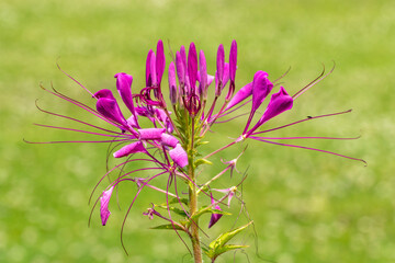 Spiderflower (Cleome hassleriana) flower close up
