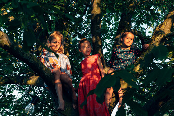 Three child sisters sitting on the branches of the hazelnut tree on a late summer day - friendship...