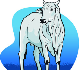 boi nelore fundo azul