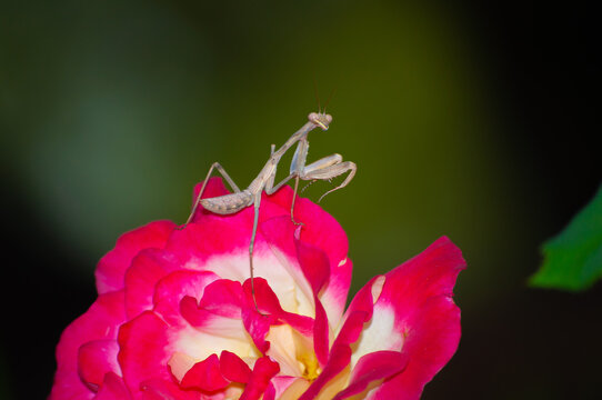 African mantis over a rose