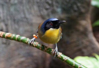 A Blue-crowned Laughingthrush bird perching on a tree