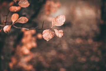 Beautiful Soft focused autumn scene with orange leaves and blurred brown branches. Falling leaves natural outdoor landscape background design for social media, seasonal quotes. Vintage fall wallpaper.