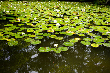 Tenjuan Temple in Kyoto.