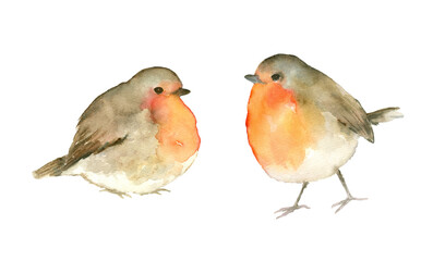 Robin bird watercolor painting set of 2, animal collection clip art or elements artwork, hand drawn isolated on white background