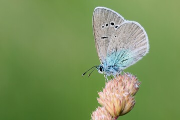 Large Blue butterfly sitting on colorful meadow grass. Side view, close up. Blurred natural green background. Genus species Maculinea arion.