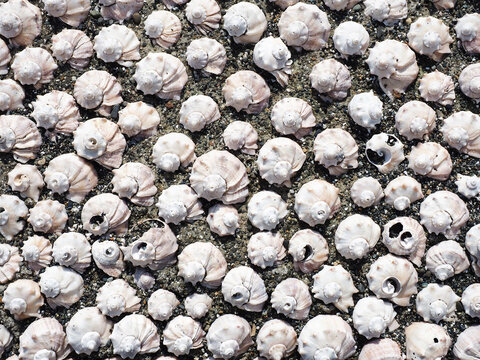 The pattern is laid out from a variety of marine rapans in the light of the sun. Top view