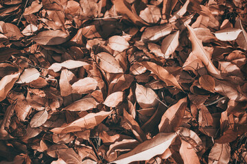 Scattered dried brown and orange fall leaves background texture. Colors of gold autumn. Seasonal decoration concept. 