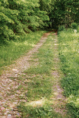 Dirt road, Path in Sunny forest, Green Trees. Wild Footpath. Natural summer background