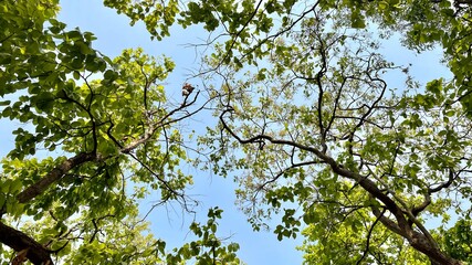 branches against blue sky