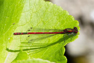 Large Red Damselfly, pyrrhosoma nymphula, resting on a leaf.
